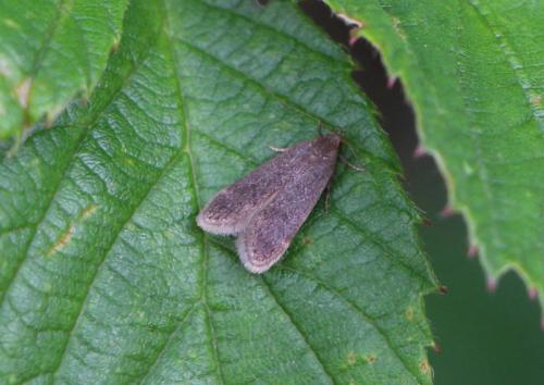 Réf. 270 479 : Anacampsis sp.